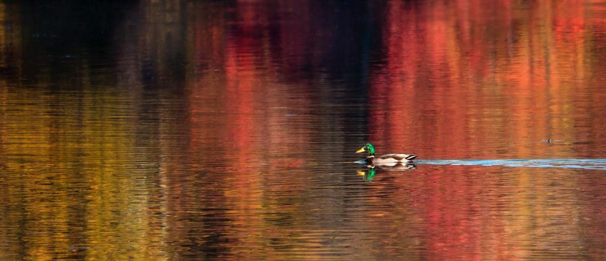 visitnorthal's tweet photo. The leaves are beginning to peak all over north Alabama, and Wheeler Wildlife Refuge is a great place to walk around and see the leaves and other wildlife. We heard there’s a pod of pelicans visiting, too! 🍁🍂 

#visitnorthal #freethingstodofriday

📸: Wheeler Wildlife Refuge https://t.co/7JeEPLyhpC