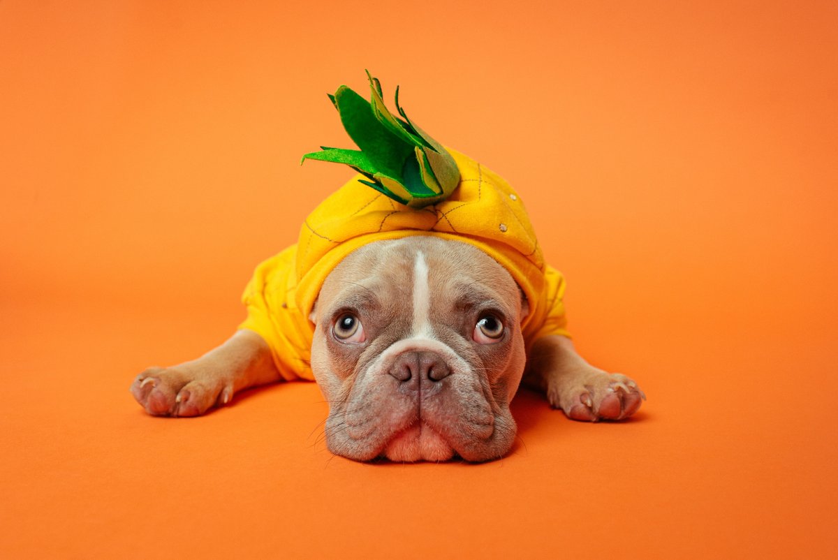 BrainGear's tweet photo. Happy Halloween from this little pineapple🍍 #halloween #trickortreat #pineapple #dogsofinstagram #cuteness 
https://t.co/taM6rEagIS https://t.co/UGv9dxcWJB
