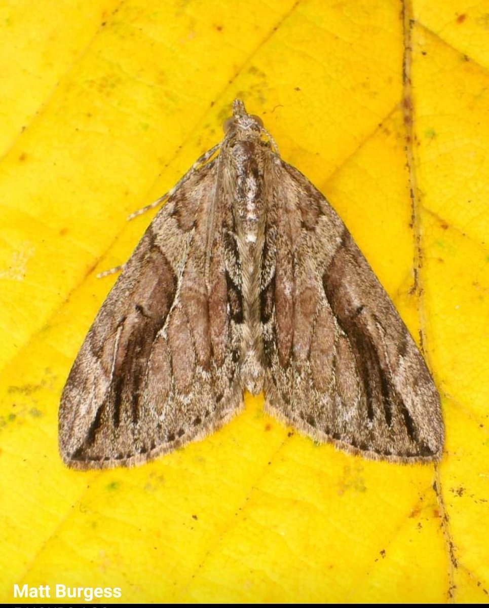 RatfaceFlanigan's tweet photo. My 2nd record Cypress Carpet, last seen 4 years ago. Attracted to Actinic light. Upper Caldecote, East Beds, VC30 https://t.co/0jbup2UaNV