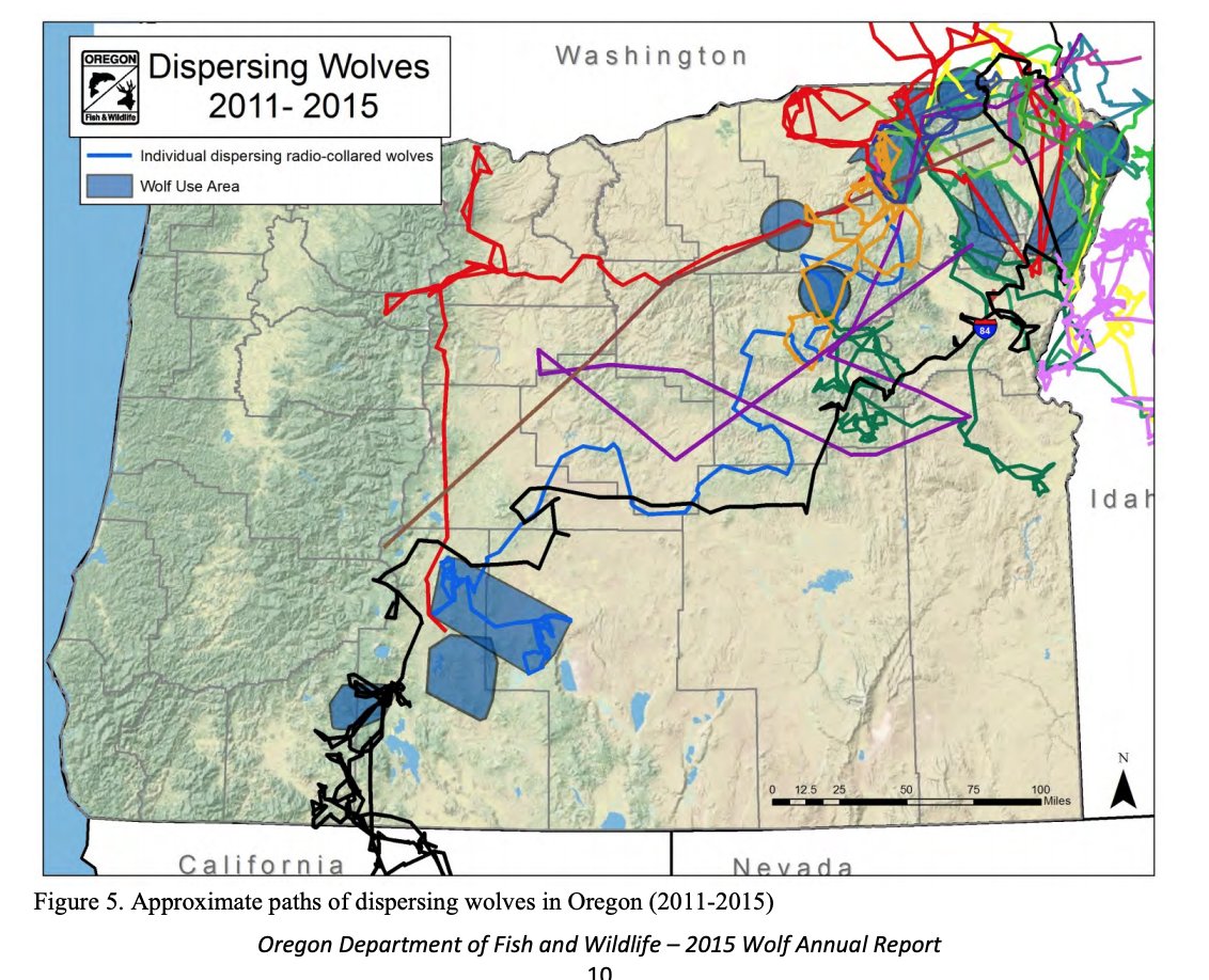 I can't think of a species that grows and spreads faster than wolves. They occupy large territories, disperse long distances, and have large litters. In my course we calculate the doubling time of wolves in Oregon as a teaching exercise. 2 year doubling time in early years. /3