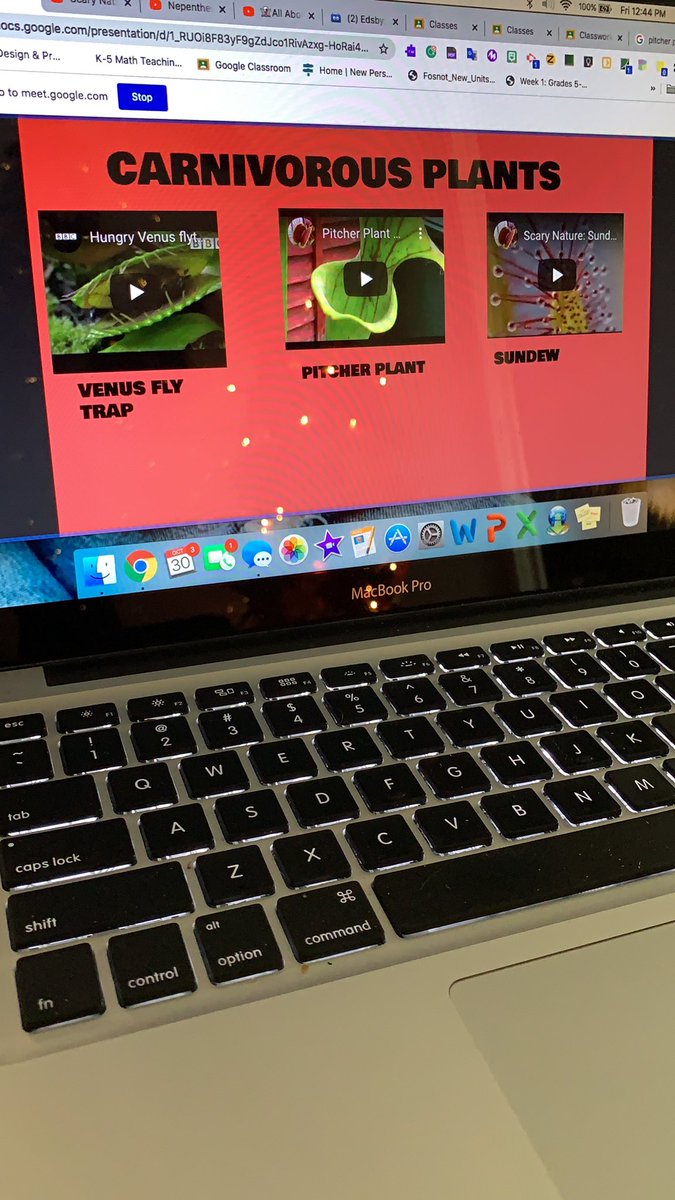 Setting our <a href="/EVS_YRDSB/">EVS</a> classrooms up for a spooktacular day of learning! Incorporating spooky plants into our plant learning!