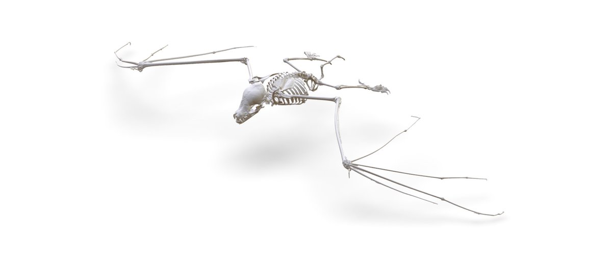 noe_delasancha's tweet photo. This is cool! #HappyHalloweenEve #FuncQEE #bat Myotis thysanodes (MSB:Mamm:331310) #3D https://t.co/rc0LDnXNS4 @sketchfab @codythompson51 @davidcblackburn @bryansmclean @ChicagoState @ChiStateArchive @ChicagoStateBio @UMichEEB @UF @nsf @academicchatter #STEM https://t.co/ZJUEB4Zukq