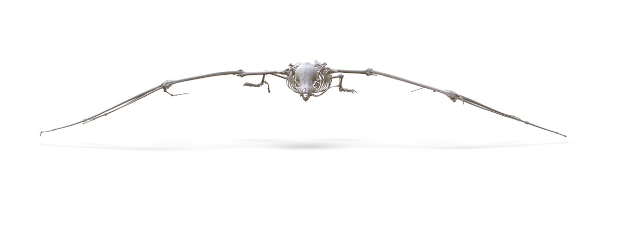 noe_delasancha's tweet photo. This is cool! #HappyHalloweenEve #FuncQEE #bat Myotis thysanodes (MSB:Mamm:331310) #3D https://t.co/rc0LDnXNS4 @sketchfab @codythompson51 @davidcblackburn @bryansmclean @ChicagoState @ChiStateArchive @ChicagoStateBio @UMichEEB @UF @nsf @academicchatter #STEM https://t.co/ZJUEB4Zukq