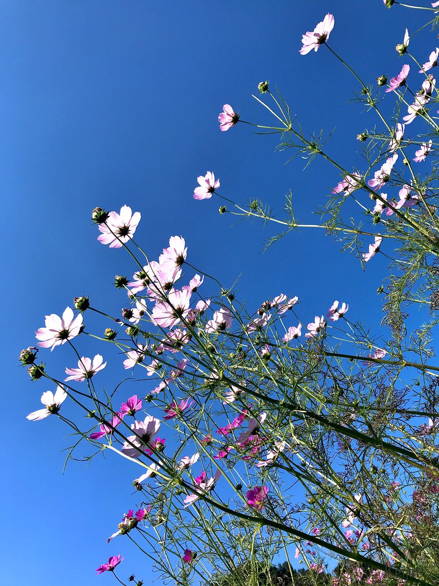 GaddMt's tweet photo. "太陽に向かって"
#秋桜
#コスモス
#快晴
#青空
#心象風景
#記憶の記録
#光景
#風景写真
"To the sun"
#akisakura
#cosmos
#clear
#bluesky
#imaginarylandscape
#recordofmemory
#sight
#landscapephotography https://t.co/i86yJIq0er