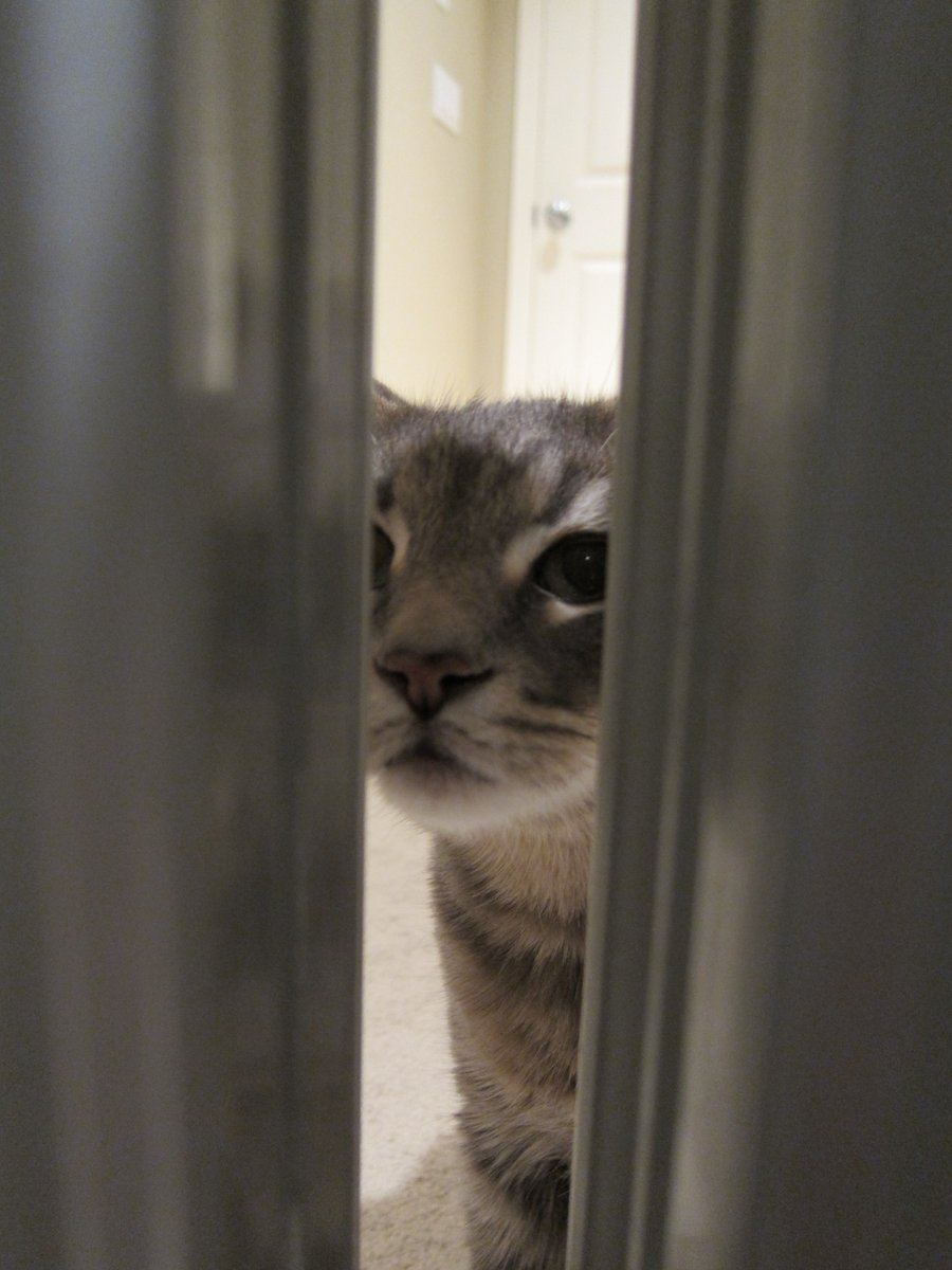 CatsOfMicrosoft's tweet image. Are you there? Time is running out to get your entry in- hurry!!! #CatsOfMicrosoft