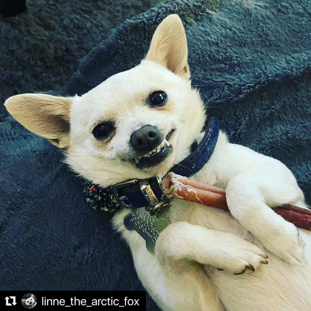 DogsSac's tweet photo. Finally...Friday 😬
.
.

#Repost @linne_the_arctic_fox with @make_repost
・・・
My headshots are in!! This is the #smile you get when it’s #Friday and your party is about to start! 😁😁😁
. 
.
#pomchi #sacdogs #sacramentochihuahua #sacramento #eastsacdo… https://t.co/XH1ISqKrt0 https://t.co/jp73Dw1E2z