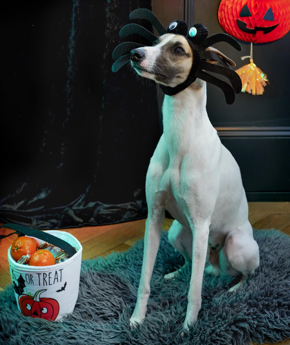 PRShotsonline's tweet photo. Halloween dog from @Georgeatasda
https://t.co/wNzpTSt6tb
Ref number: 1264005
#halloweendecor #autumn #trickortreat #autumnseason #halloweeninspo #halloweenideas #georgeasda #halloweendecoration #ambience #homeinspo #autumnhome #autumninterior #dog #halloweencostume https://t.co/PoW67VJKCE