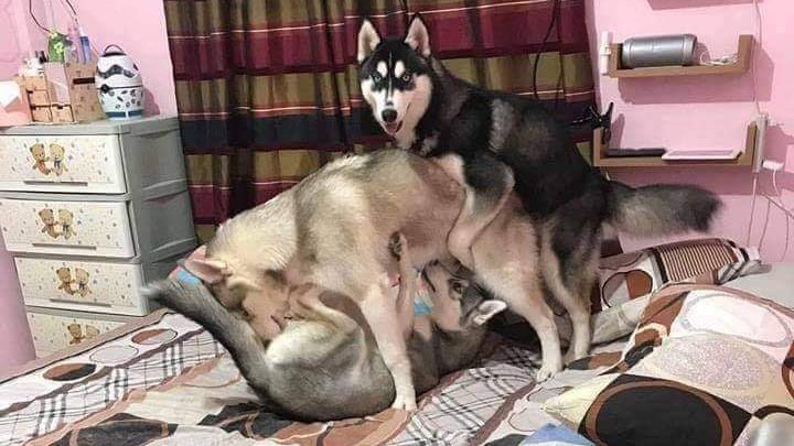 Desat0000's tweet photo. Aquela raça de cão, o husky suruberiano https://t.co/Fh8dtvVQ3D