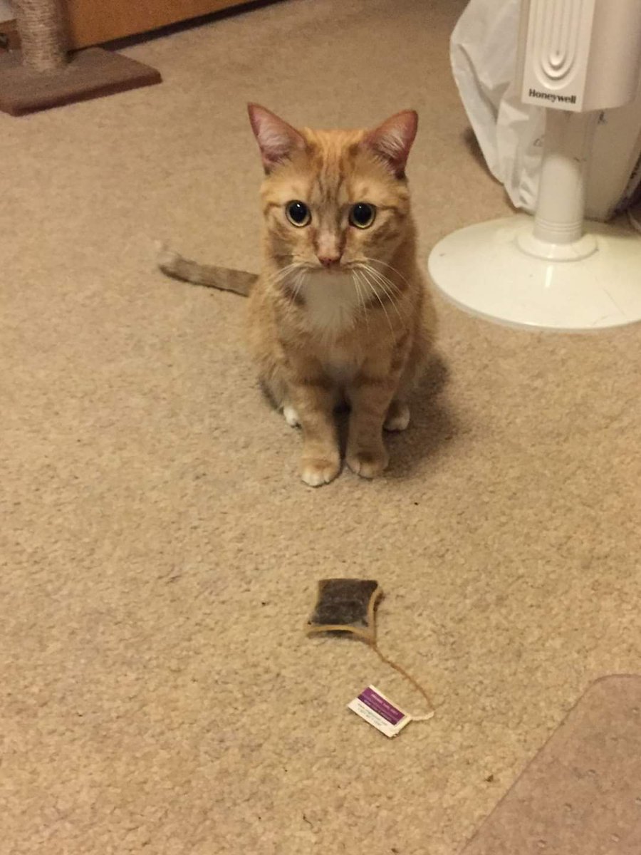 Chrisvb700's tweet photo. Owner Story: "Some cats bring their humans birds and mice...Oliver brings me teabags..." 🤣🐈🐱 https://t.co/KCtri7aNYa