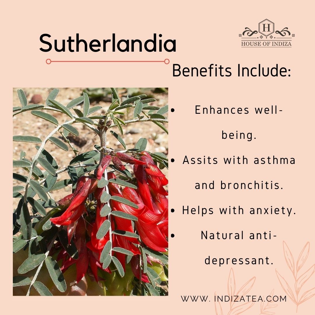 IndiZAFoods's tweet photo. Start you weekend with a Sutherlandia Bang
Here are the benefits .

#indizatea
#welovetea
#weekendtea https://t.co/3pahXgnv4c