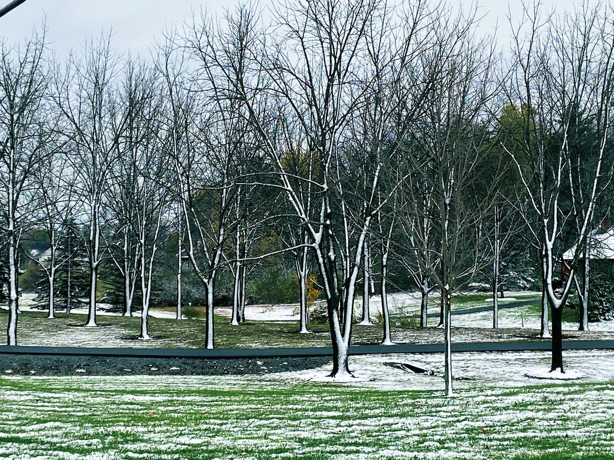 juliedwyeruk's tweet image. The trees were beautiful with their dusting of snow. #snowinoctober