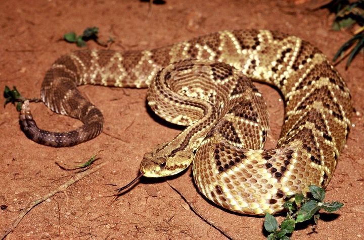 Spinal_Stenosis's tweet photo. Rattlesnake Solutions for pain? Get a rattlesnake Rx from your doctor!
https://t.co/LJTEEx2FOv https://t.co/ypU4YDjBo8