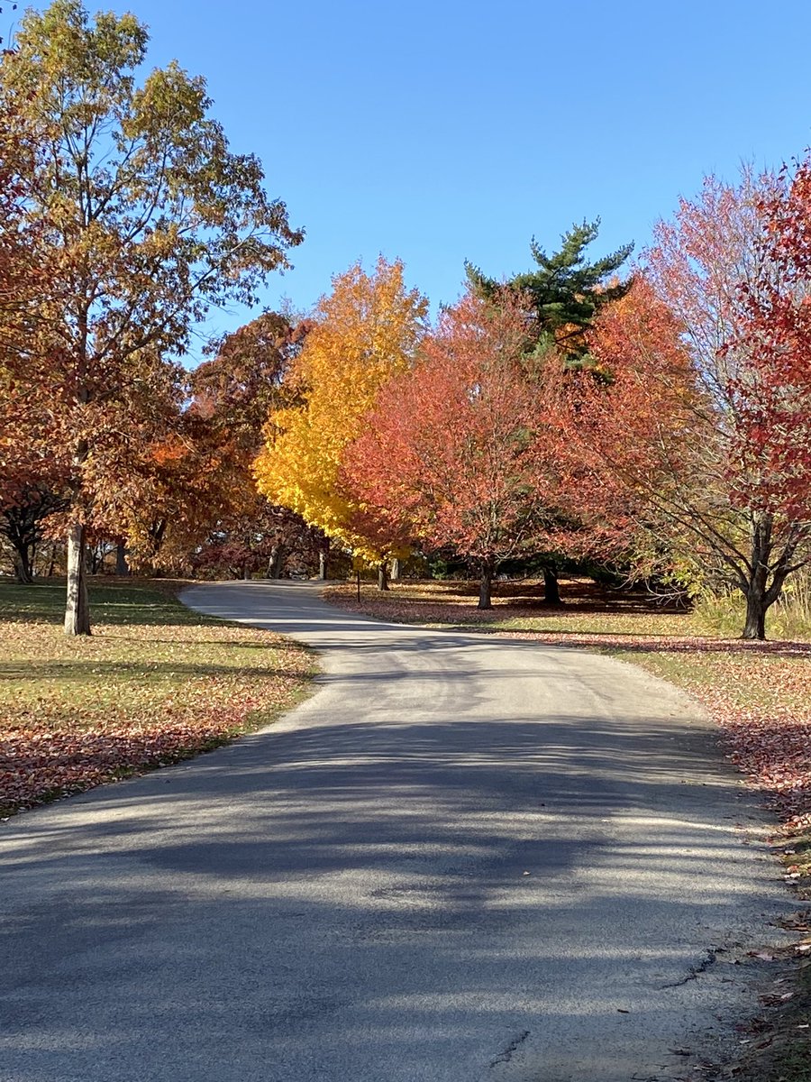 pbusch7's tweet photo. I think in Champaign County this is one thing we all can agree on...@YesToForests Vote✅ 
#seizethemoment #fall #nofilterneeded #future #nature #explore #adventuresawait https://t.co/G7408y1kpD