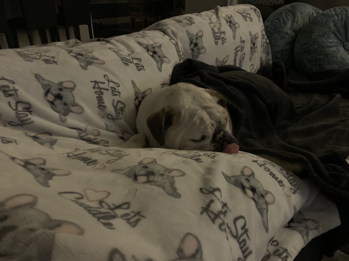 HI GUYS IT IS ME DOZER THE DOG. I JUST HAD A REALLY BAD NIGHTMARE. I DREAMT THAT I COULD NOT STOP CHASING MY TAIL. WHEN I WOKE UP, I WAS BOTH RELIEVED AND HORRIFIED TO FIND OUT I DO NOT HAVE A TAIL. https://t.co/cPqYLbQG3K