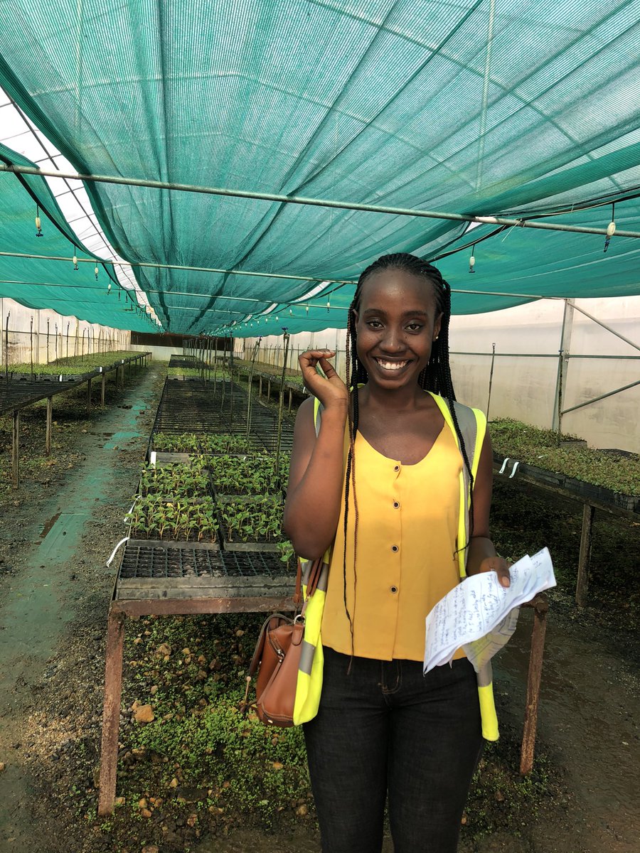 She who loves the fully matured Forest, loves its greenhouse nursery too.
Miro Forestry 🌳 
#growtrees #savetheEnvironment