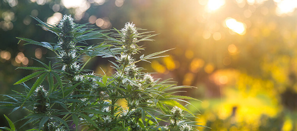 Falta mucho para el famoso «abril, cogollos mil». Pero tranqui, pq el autocultivo siempre será la mejor forma d tener marimba, para cualquier necesidad. Además, con las increíbles semillas de los bancos cannábicos, la cosecha será justo lo q esperas
rb.gy/1wzn0u