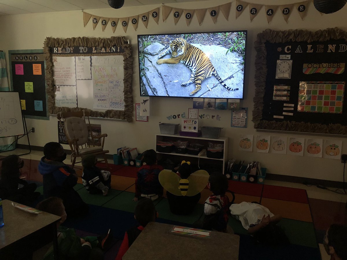 MsReynolds18's tweet photo. Today, in 1st grade, we took a virtual field trip to the San Diego Zoo to wrap up our ELA unit over animals! We had so much fun! 🐘🐅 #firstgrade #mckALLin https://t.co/CTtkVYiJ6Q