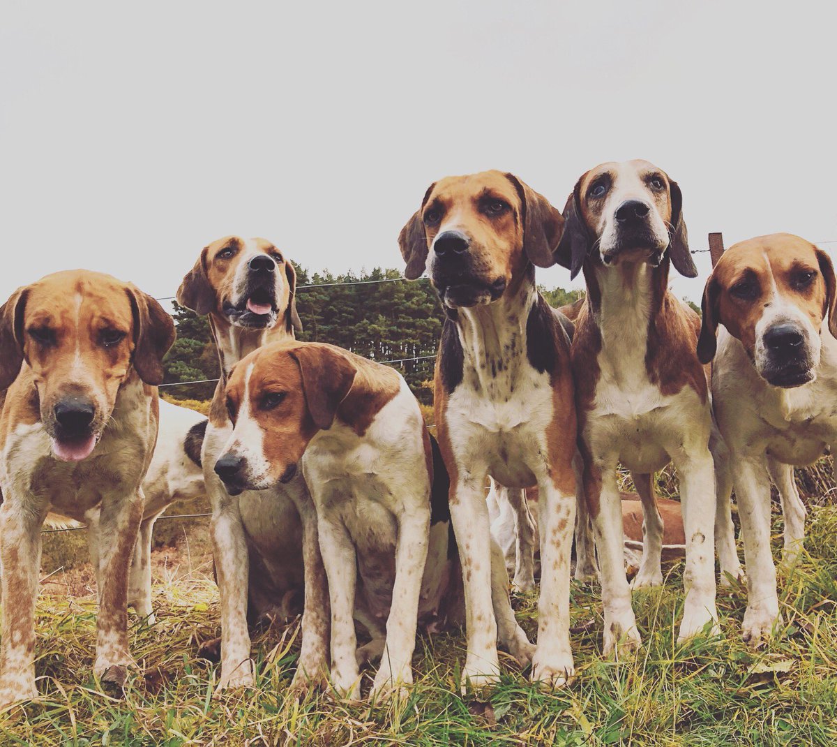lurcherwork's tweet photo. #hounds #workingdogs #huntingdogs #sportingdogs #hunting #huntingwithdogs #hounds #houndsmen #scenthounds #canineathletes #houndsman #hounddogs #foxhunting #fitforhunting #keephunting #foxhunting #foxcontrol #drivenfox #drivenshootinguk #drivenshootingscotland #foxhuntingscotland https://t.co/W8UZNthS0C