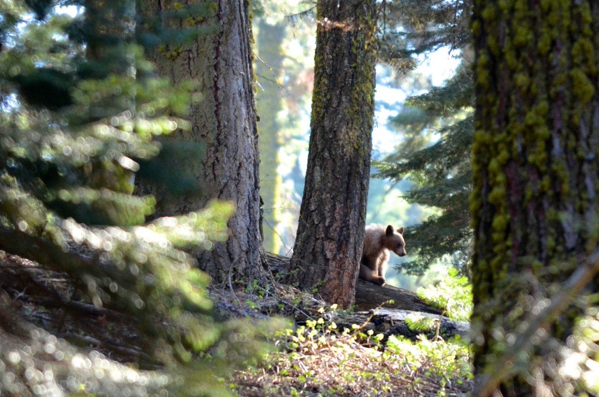 SeqParksCon's tweet photo. You may find small treasures when you look deep into the trees.⠀
#sequoiaparksconservancy #babybear https://t.co/3SJ5dlSgT0
