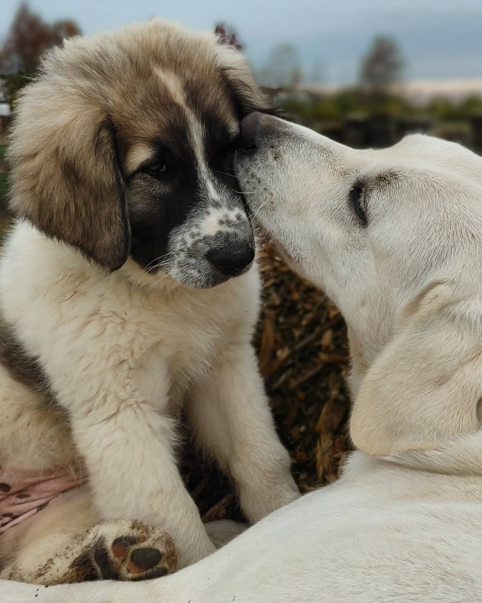 theLincFarm's tweet photo. These puppies are so lucky to have 2 mamas. Cookie actually does more mothering and disciplining than Shabu. Between the 3 of us the puppies are learning proper manners and are very well behaved.
#livestockguardian #2moms #freerangeparenting #workingdog #predatorfriendlyfarming https://t.co/RwG7xakIN8