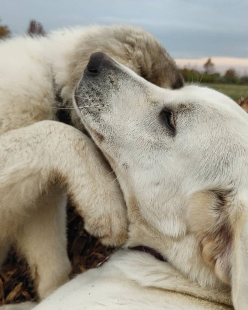 theLincFarm's tweet photo. These puppies are so lucky to have 2 mamas. Cookie actually does more mothering and disciplining than Shabu. Between the 3 of us the puppies are learning proper manners and are very well behaved.
#livestockguardian #2moms #freerangeparenting #workingdog #predatorfriendlyfarming https://t.co/RwG7xakIN8