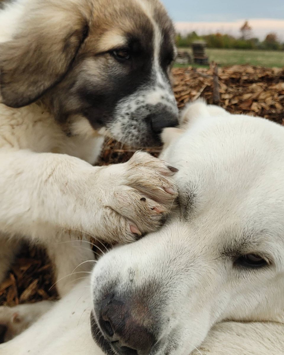 theLincFarm's tweet photo. These puppies are so lucky to have 2 mamas. Cookie actually does more mothering and disciplining than Shabu. Between the 3 of us the puppies are learning proper manners and are very well behaved.
#livestockguardian #2moms #freerangeparenting #workingdog #predatorfriendlyfarming https://t.co/RwG7xakIN8