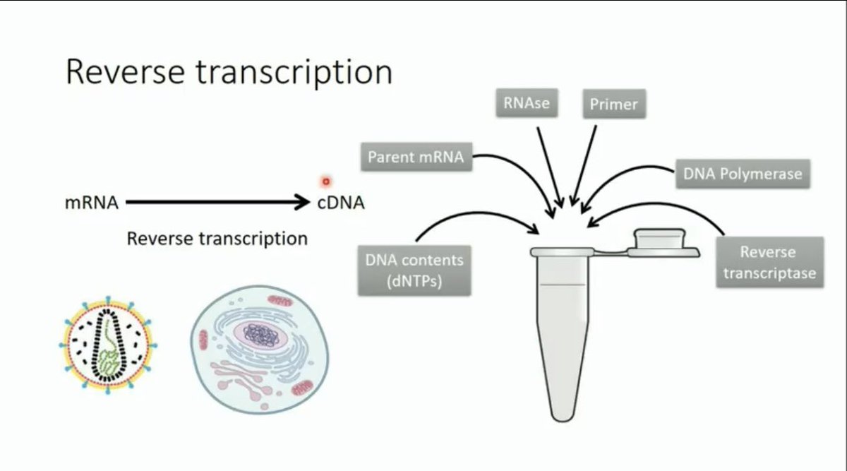 AfrahBawazeer's tweet photo. 📍شرح مبسط و واضح لمبدأ
 الـ Real Time PCR

The principle of Real Time PCR
https://t.co/GLY08wkQzL

📍الشرح تناول عدة جوانب منها:

📌الفرق في detector:
TaqMan &amp; Cyber Green المميزات و العيوب
📌الدور و العلاقة بين fluorophore &amp; quencher
📌مكونات و تصنيع 
Reverse transcription https://t.co/2OU5pQ88sU