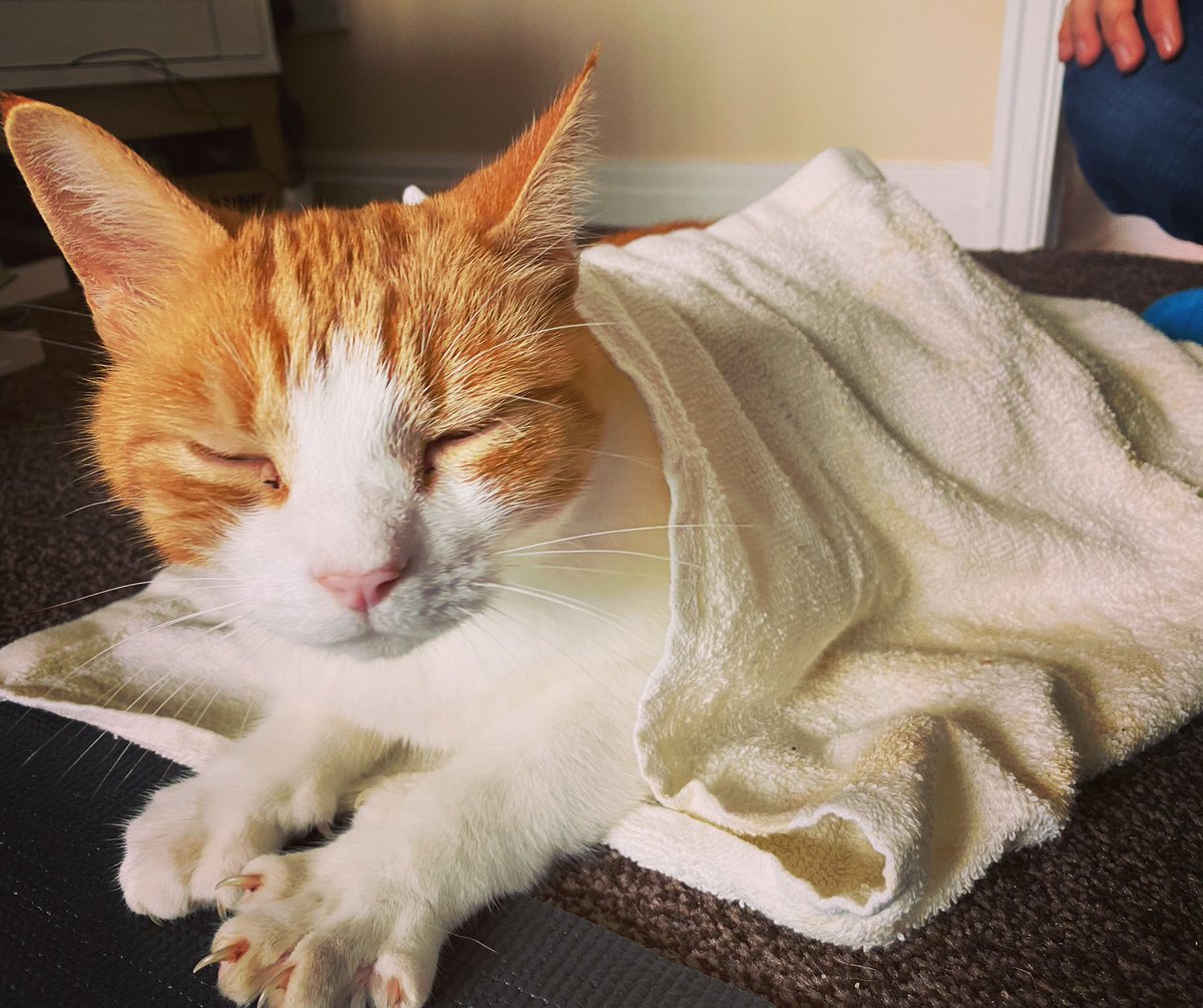 ShabzYJewellBBC's tweet photo. Just opening a cat spa #pamperedcat https://t.co/rxh7aKIiqY