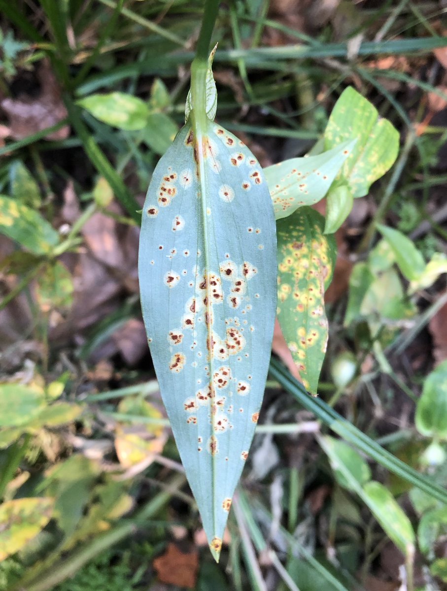 CuongVHan's tweet photo. Accidentally caught the beautiful symptoms of rust on a wild plant.
#rustdisease #wildplantdisease #southkorea #CNU https://t.co/WvxLoXmbgd