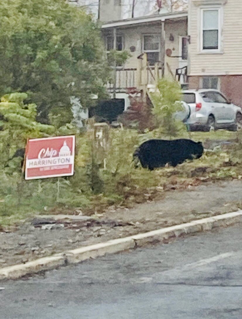ChipH207's tweet photo. I’m pleased to announce I’ve earned the endorsement of the Bears Union.  After trying all candidates for State Representative this bear said “This one is just right”.  
Thank you for your support yogi.  🇺🇸 🐻 
#bearsforChip https://t.co/IjEVuoEoHc