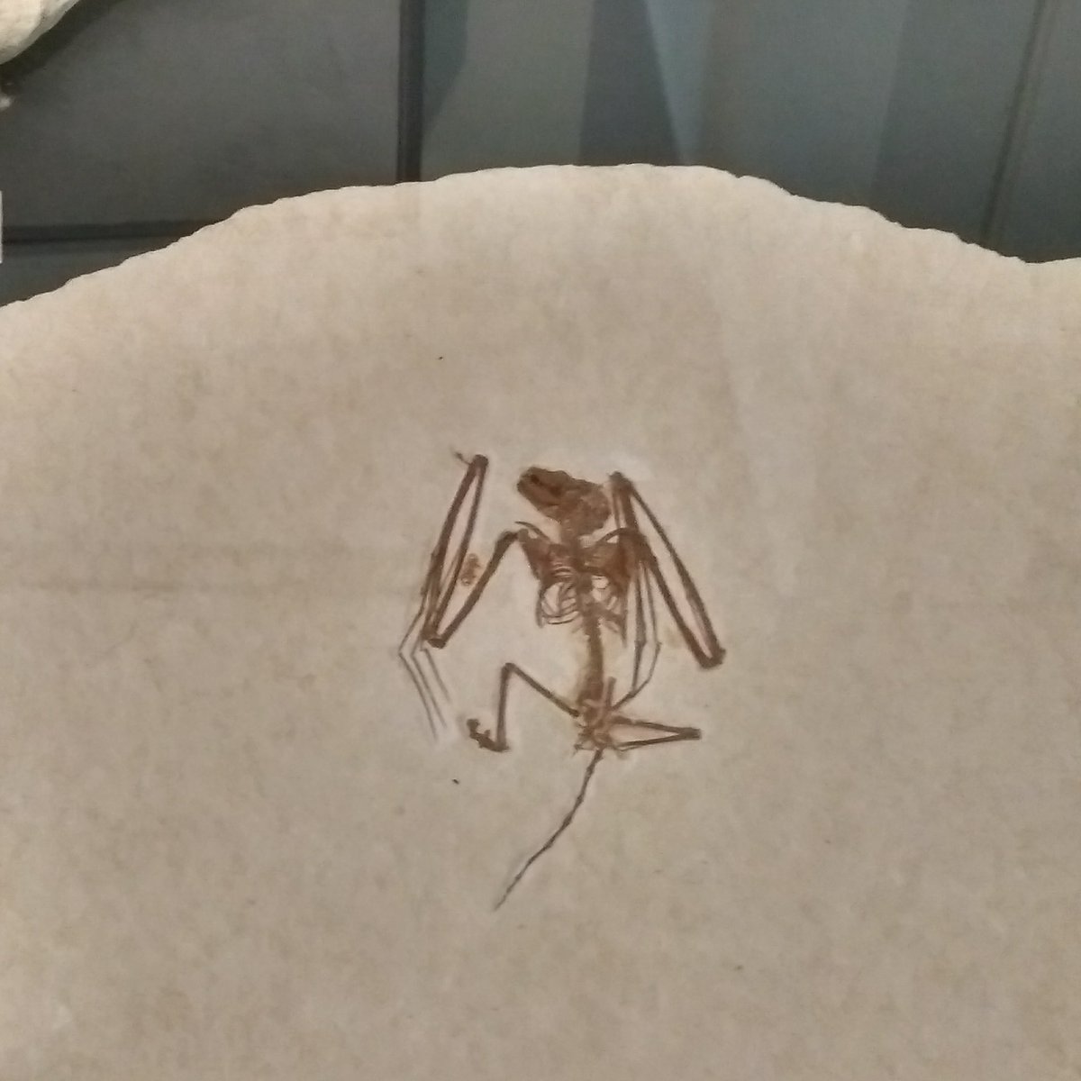 UWBatLab's tweet photo. Next time you visit @ROMtoronto, check out the fossil bats on display. The two species date to 52 mya: Onychonycteris - who could fly but not echolocate - and Icaronycteris - who could both fly and echolocate #BatWeek2020 #FossilFriday

https://t.co/cwGe2lEelD https://t.co/MmVLlFZbDM