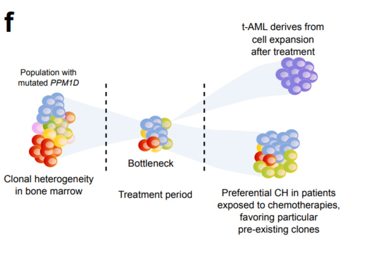 Again, keep in mind that the treatment does something - we do find PPM1D mutations preferentially in the blood of platinum-exposed donors. But this suggests a different scenario than that of tAML: the treatment favours a preexisting clone; it does not precede the clonal expansion