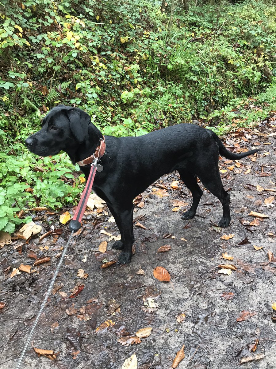 sarahtilley1410's tweet photo. A nice long walk along the Cinder Track with the lovely Honey this morning, smells galore &amp; lots of dogs for her to stay hello to. Back home now for the standard Friday snooze ! 🐾🐕‍🦺🐾#rescuedog #dogwalker #dogsitter #taketheleadwhitby #whitby #pointerdor https://t.co/bEFbn3E4zn