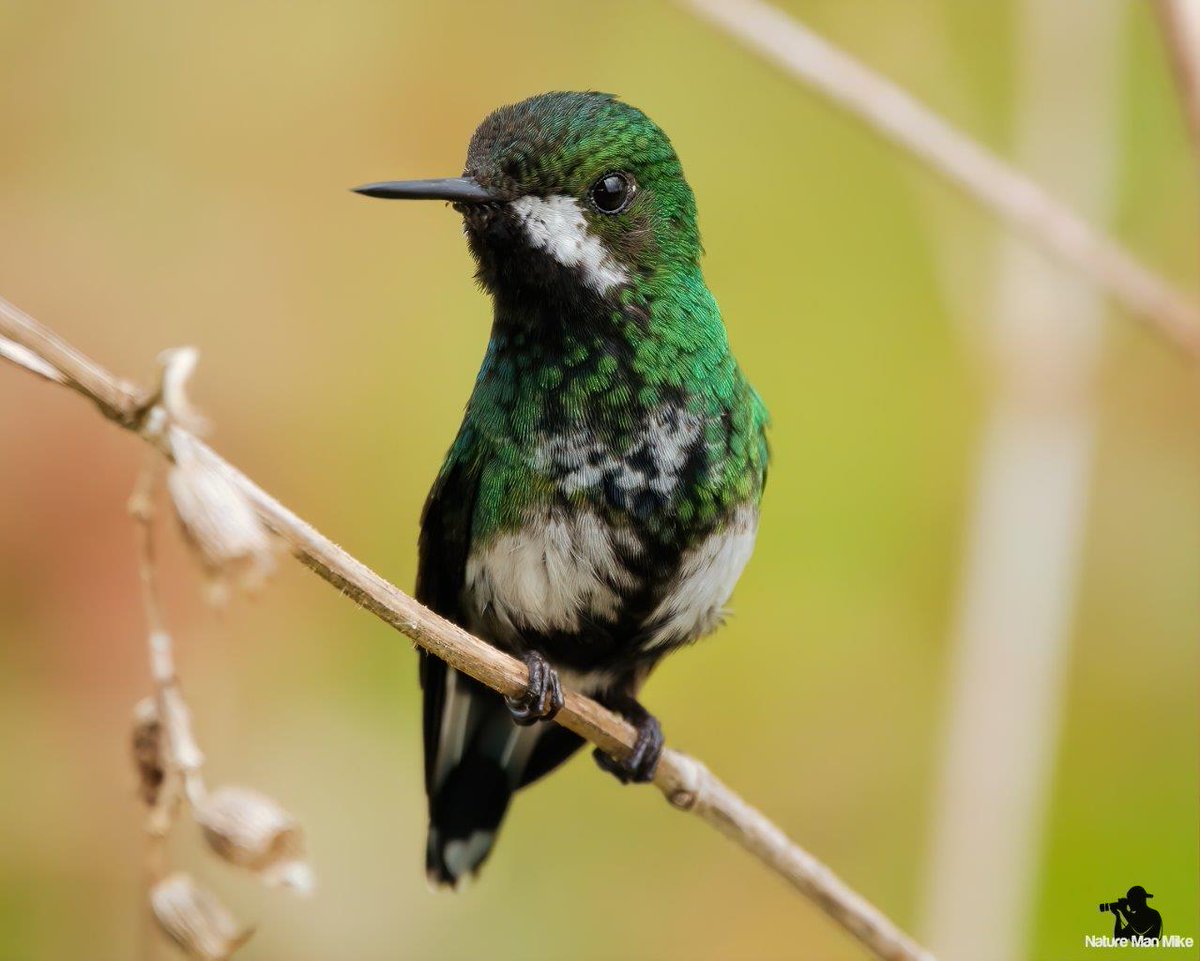 NatureManMike's tweet photo. Green Thorntail (female)
#hummingbird #allmightybirds #planetbirds #NaturePhotography #TwitterNatureCommunity #birds_illife #eye_spy_birds #bird_captures #bestbirdshots #bird_brilliance #1birdshot #udog_feathers #kings_birds #nuts_about_birds #ip_birds #global4nature #birds https://t.co/fMDxUAsZQz