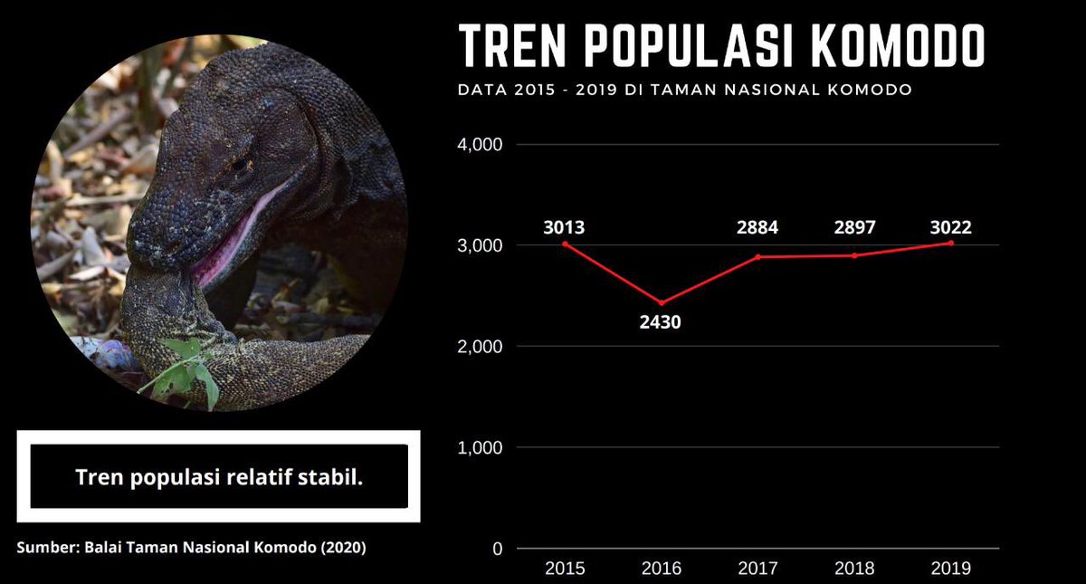 ditjenksdae's tweet photo. Halo #sobatkonservasi , FYI niy jd populasi komodo relatif stabil dan cenderung meningkat serta Balai TN Komodo rutin melakukan monitoring populasi komodo yg dilaksanakan setiap tahun sejak tahun 2012..
Selengkapnya 👇👇👇 https://t.co/o8VJ5gQpll