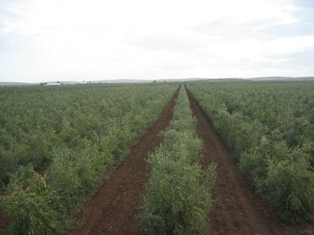 PorOtraPAC's tweet photo. Olivar intensivo ➡️ 800€/ha de ayudas de la PAC. 
Olivar ecológico de montaña, de alto valor natural ➡️ 150€/ha.

La nueva Política Agraria Común sigue perpetuando este modelo insostenible e injusto. Lo explica @WWFespana en @Elasombrario ⤵️
https://t.co/c0aldcLxoV
#PorOtraPAC https://t.co/Gs5cD8VeHx