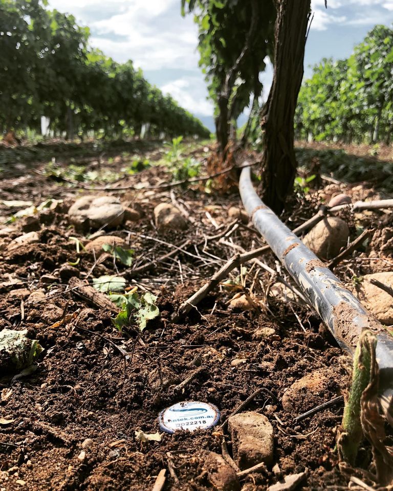 AgralisServices's tweet photo. Clap de fin des vendanges 2020 🍇 dans nos vignobles français 🇫🇷
Parcelle équipée d’une sonde capacitive @SentekTech Drill & Drop 90 cm 💧
#vigne #vigneron #raisin #vignoble #cepage #france #terroir #fruit #irrigation #agriculture #sentek #agtech #eau #economie #innovation https://t.co/xA0ZVmClDX