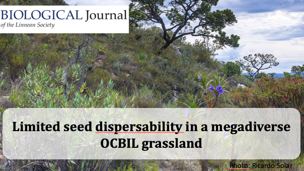for_synthesis's tweet photo. Very rich but in low densities! That's how #SeedDispersal is in the #CamposRupestre #OCBIL.
Check it out this new paper published at @BiolJLinnSoc
https://t.co/ykzKpYv2nd
#CSEC #ecology #Seed https://t.co/GZGsDOKhsE