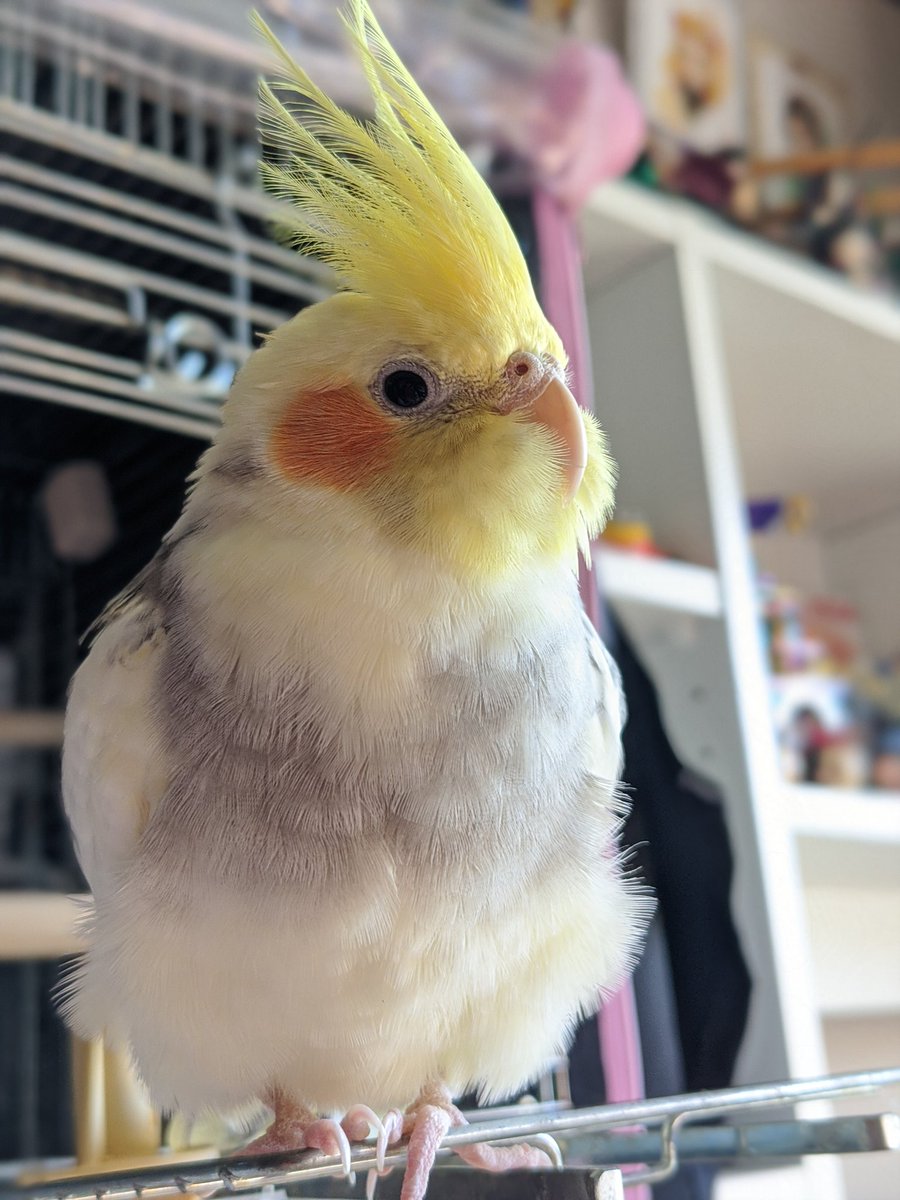 オカチメンコ Olngzezvzduuogg Twitter
