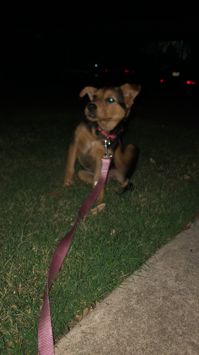 tbardwell04's tweet photo. Welcome home Lady B! ❤️🐾 https://t.co/SIz7XocwOL