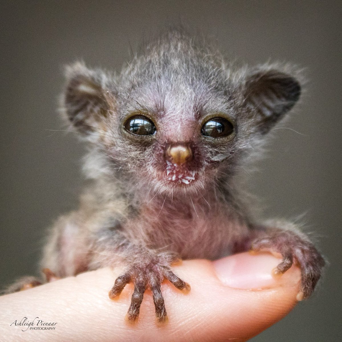 onderstepoort exotic vet