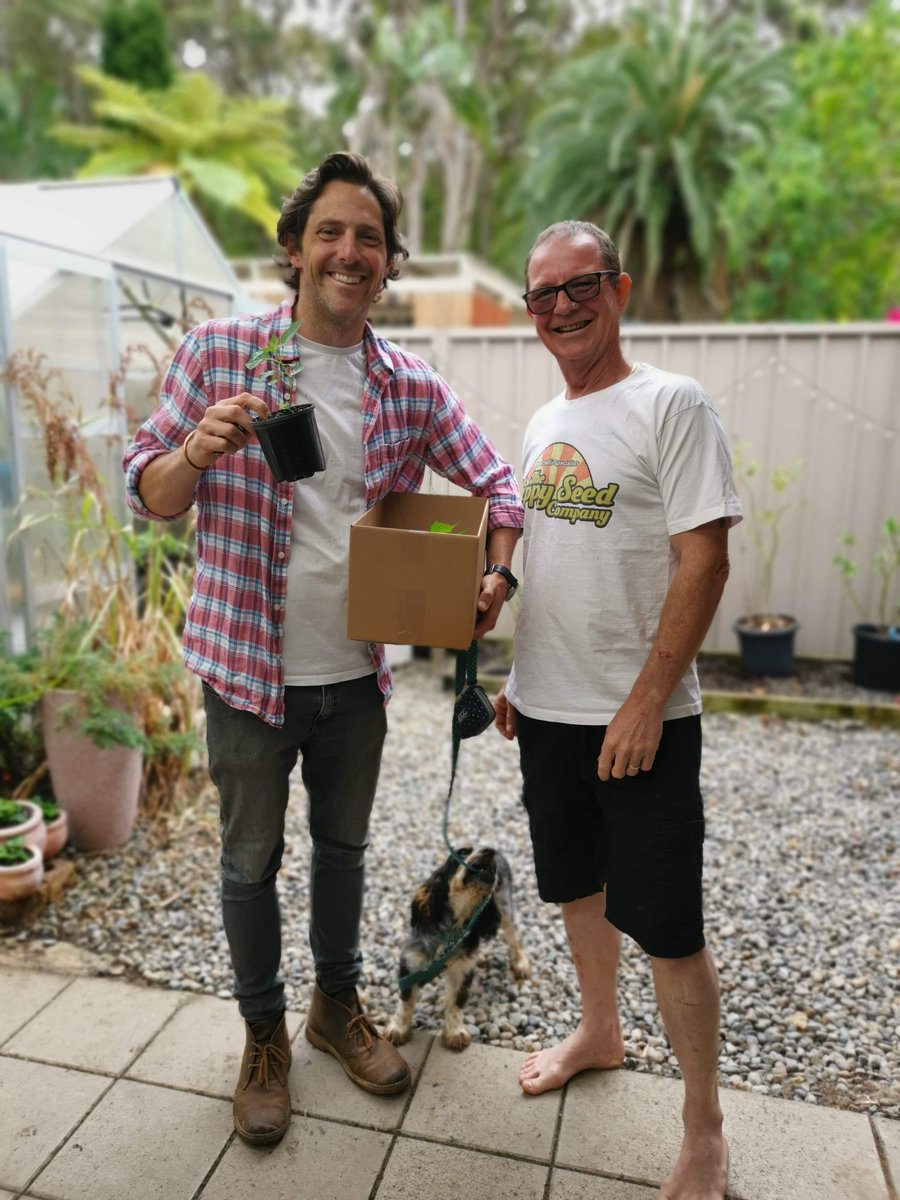 The Hippy Seed Company (@hippyseedco) on Twitter photo <a href="/BHGAus/">BetterHomes&Gardens</a> <a href="/charlesalbone/">Charlie Albone</a> thanks for the segment on chillies on tonights show, the chilli community thanks you too🌶️🌱 <a href="/BHGAus/">BetterHomes&Gardens</a> <a href="/charlesalbone/">Charlie Albone</a> thanks for the segment on chillies on tonights show, the chilli community thanks you too🌶️🌱
