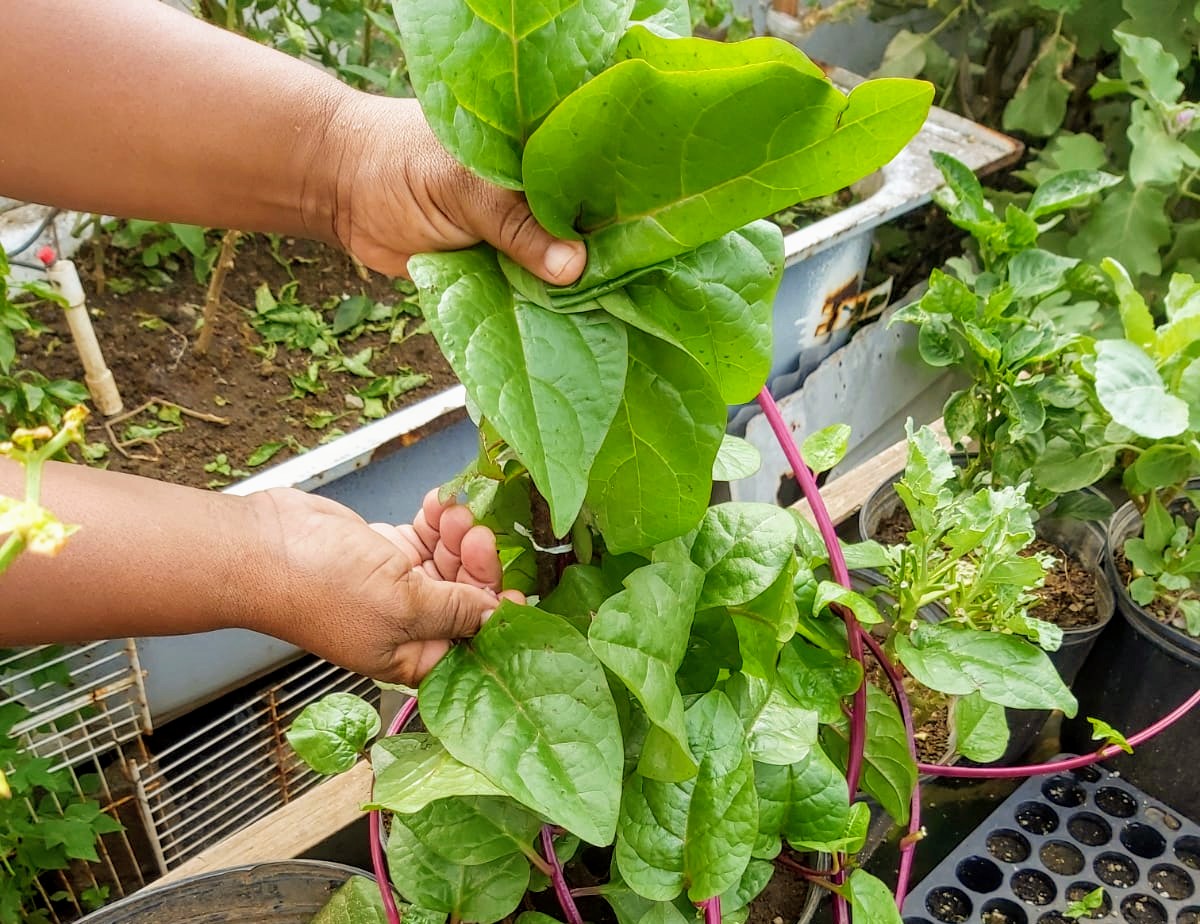 ilis_watts's tweet photo. Relda's garden
#foodsecurity is her priority.

#gardening 
#healthylifestyle 
#spinach 
#GrowYourOwnFood https://t.co/w76X5ykkub