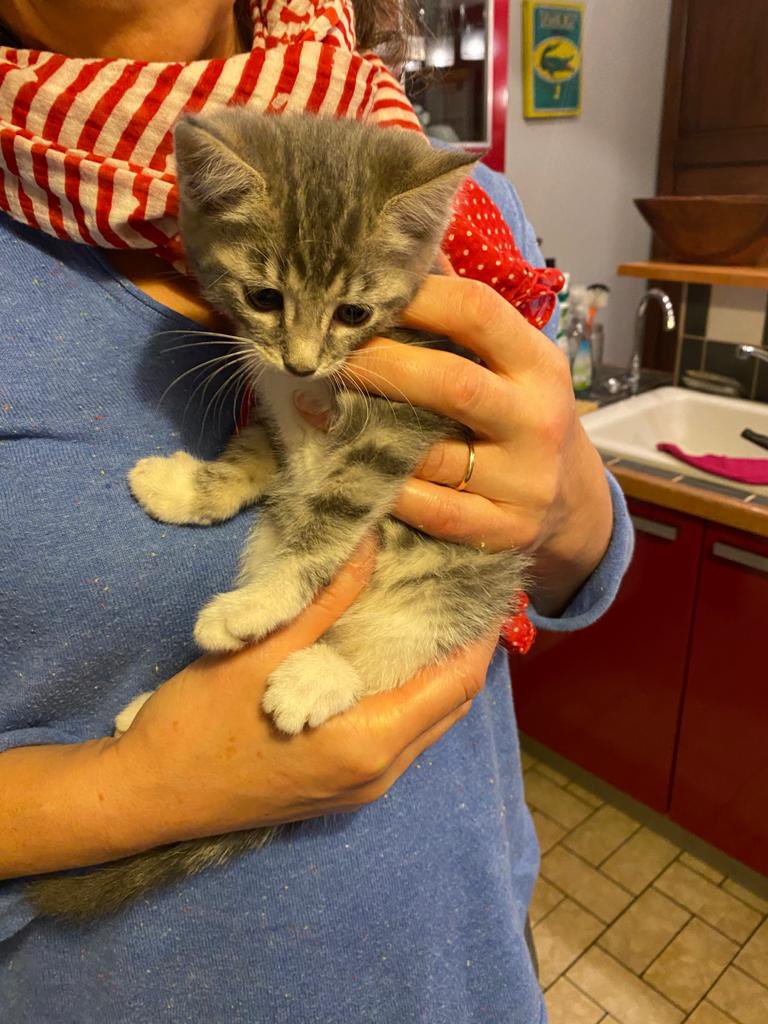 JulietteBocquet's tweet photo. Nous donnons chatons contre bon soin, ils sont sevrés et en bonne santé! Chez nous ils vivent entre le garage et l’extérieur, mais ils s’adapteront à tout environnement.
Le Roux n’est plus disponible, il reste les 3 gris (2 femelles et un mâle) https://t.co/xZM8PYlKRU