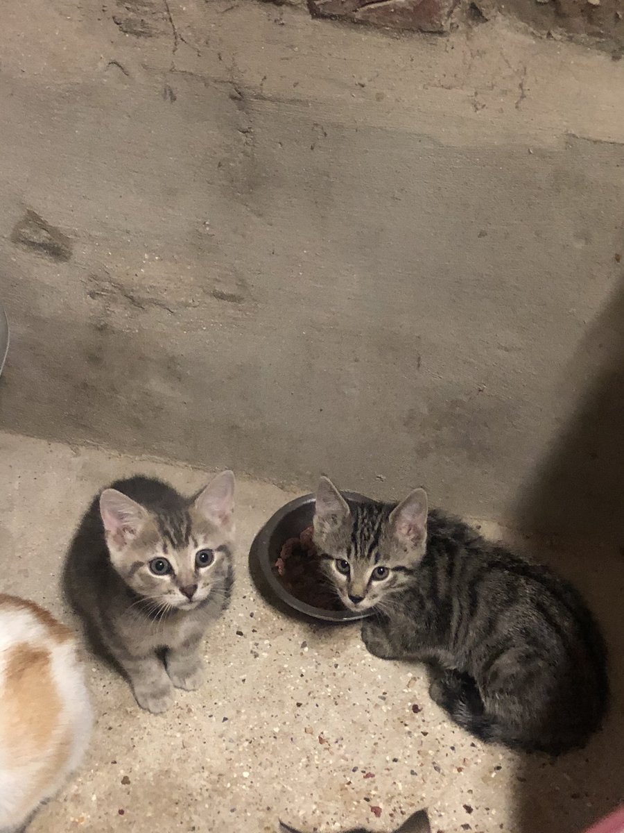 JulietteBocquet's tweet photo. Nous donnons chatons contre bon soin, ils sont sevrés et en bonne santé! Chez nous ils vivent entre le garage et l’extérieur, mais ils s’adapteront à tout environnement.
Le Roux n’est plus disponible, il reste les 3 gris (2 femelles et un mâle) https://t.co/xZM8PYlKRU