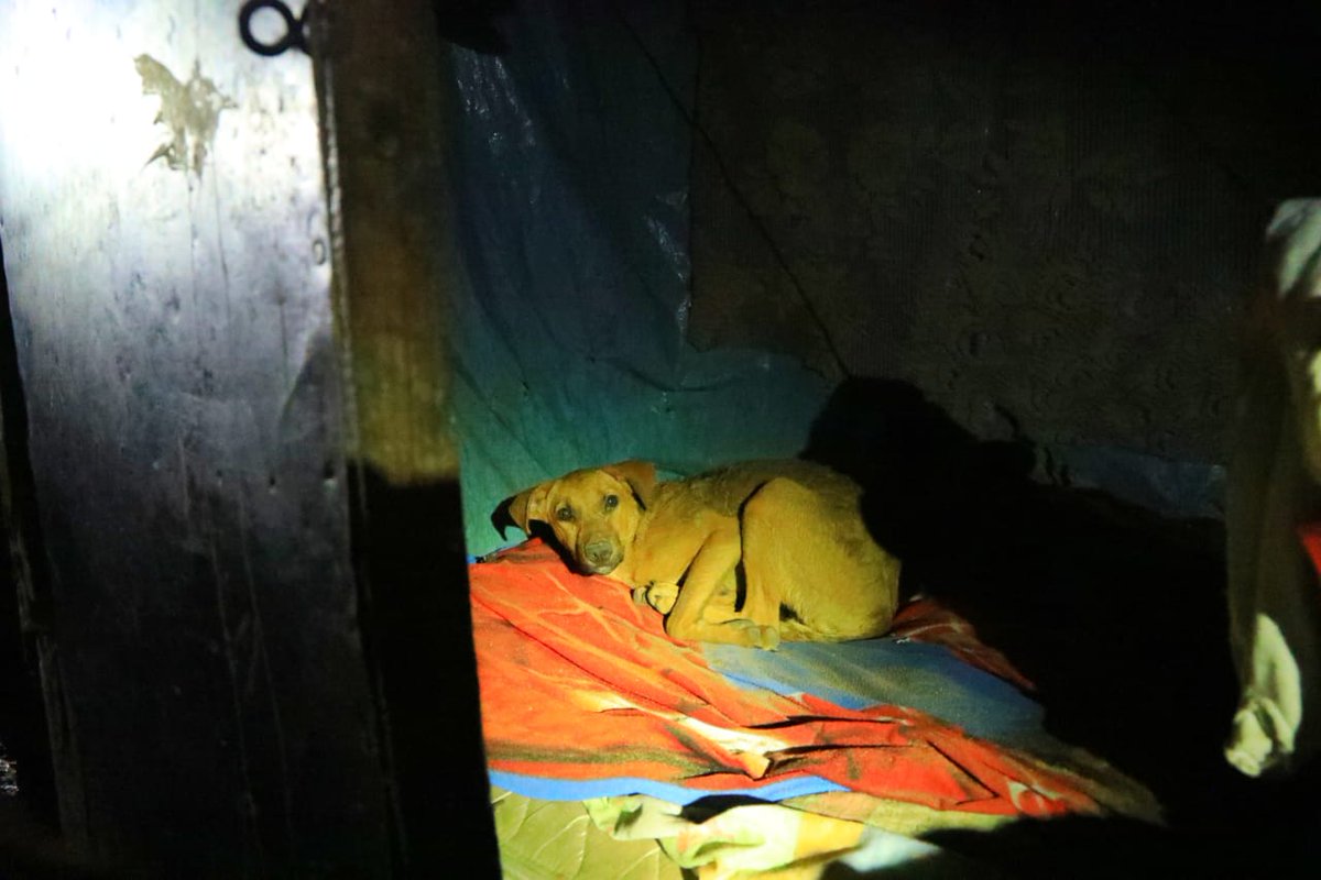Director_PNC's tweet photo. A pesar que la vida humana es la prioridad, no hemos dejado a un lado a las mascotas de los habitantes del caserío Los Angelitos II en Nejapa. https://t.co/XaJf5zhzVE