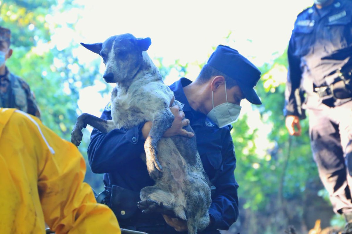 Director_PNC's tweet photo. A pesar que la vida humana es la prioridad, no hemos dejado a un lado a las mascotas de los habitantes del caserío Los Angelitos II en Nejapa. https://t.co/XaJf5zhzVE