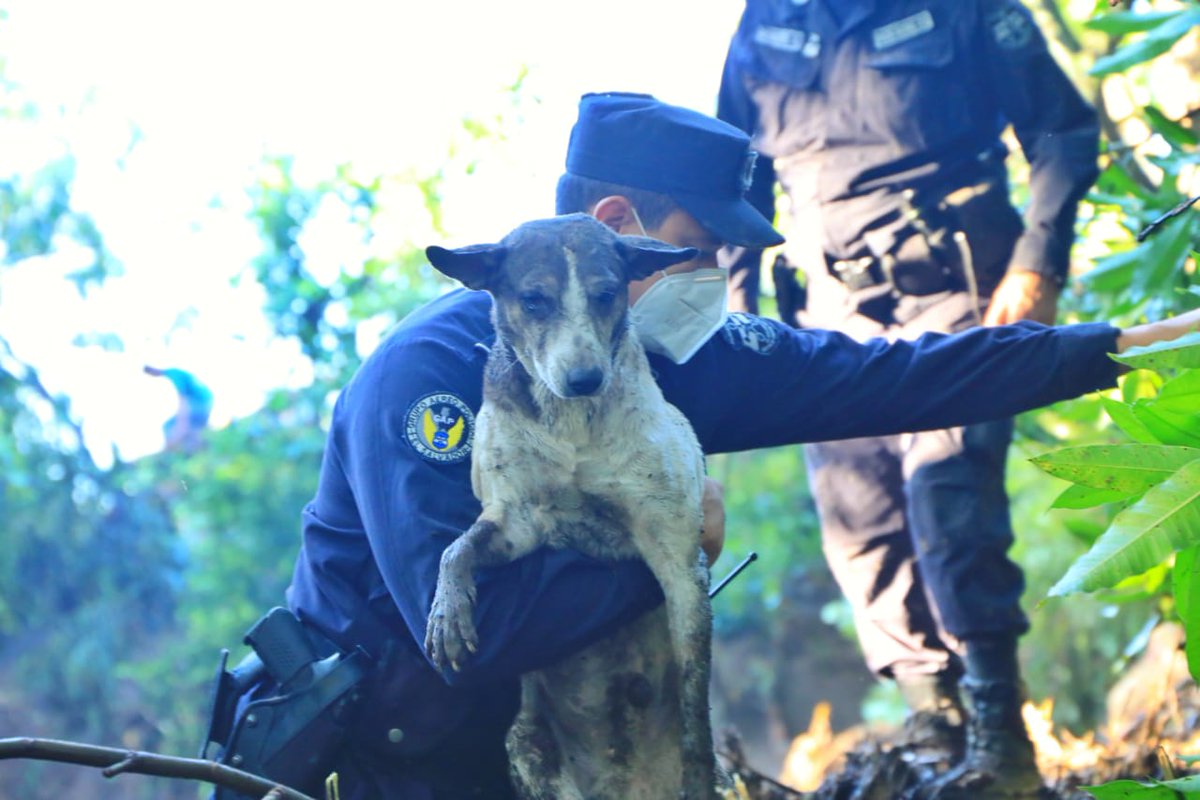 Director_PNC's tweet photo. A pesar que la vida humana es la prioridad, no hemos dejado a un lado a las mascotas de los habitantes del caserío Los Angelitos II en Nejapa. https://t.co/XaJf5zhzVE