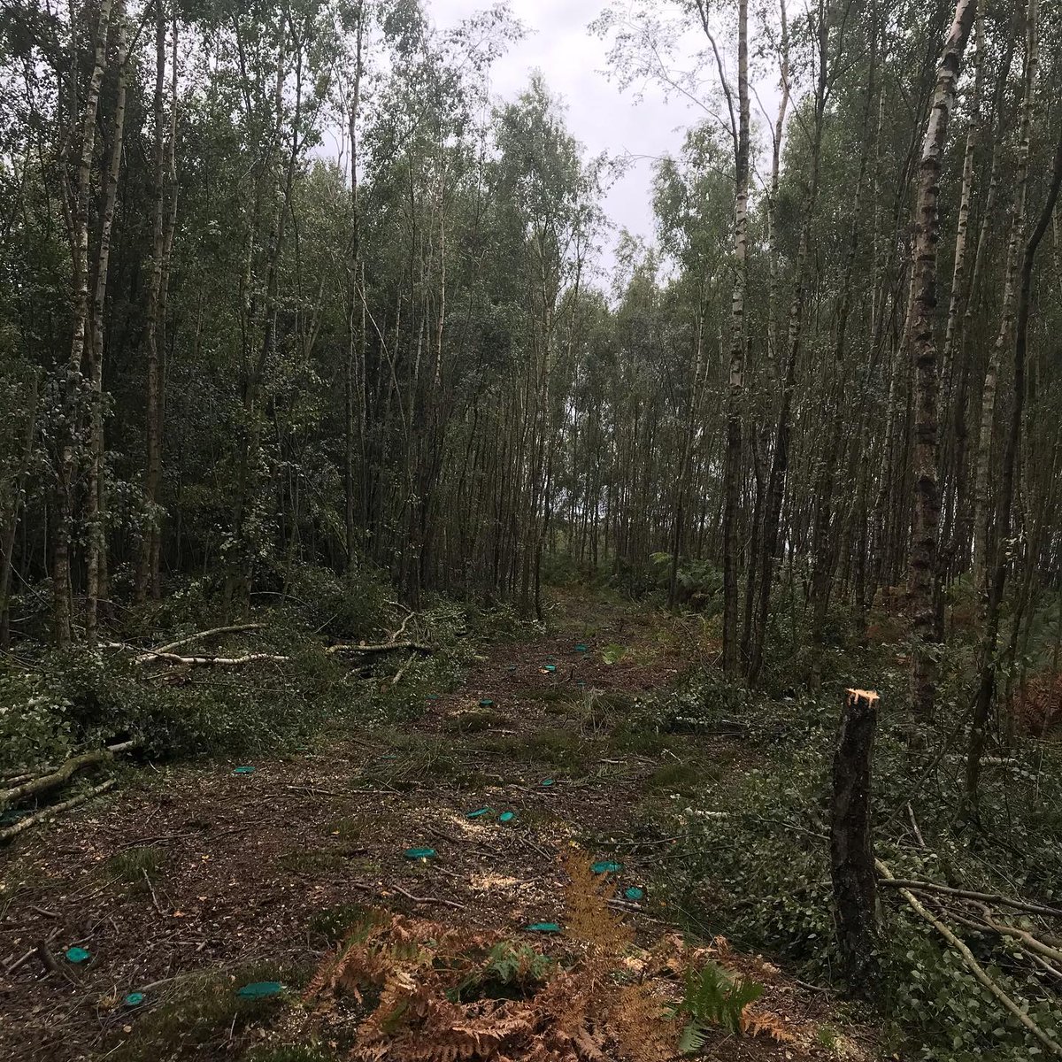 garethElm's tweet photo. Other habitats we work in are woodlands, moorlands, fenlands and grasslands. Offering habitat creation such as Nightjar and Willow tit, restoration of butterfly habitats and restoration of fenland habitats. https://t.co/vpDV2WadbK