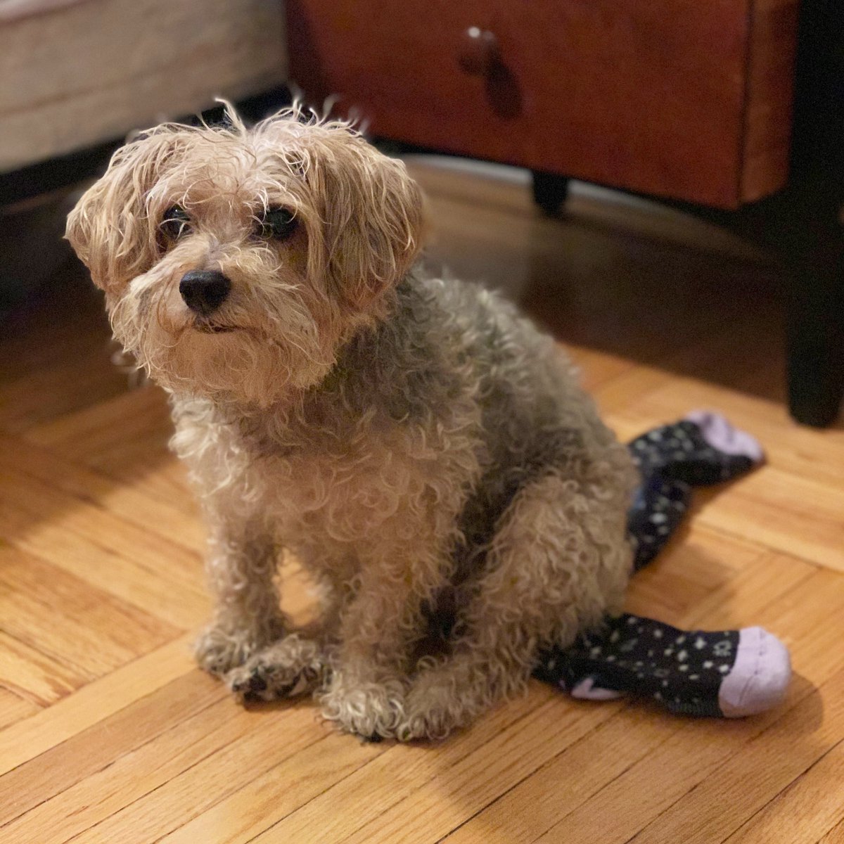 TheColorfulGeek's tweet image. Pair of socks on the floor?? Looks like a dog bed to me!  #everythingisadogbed #thisisnormal